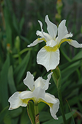 Snow Queen Siberian Iris (Iris sibirica 'Snow Queen') at Millcreek Nursery Ltd