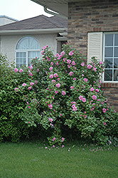 Therese Bugnet Shrub Rose (Rosa 'Therese Bugnet') at Millcreek Nursery Ltd