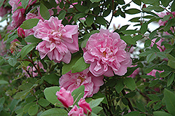 Therese Bugnet Shrub Rose (Rosa 'Therese Bugnet') at Millcreek Nursery Ltd