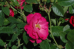 John Cabot Explorer Rose (Rosa 'John Cabot') at Millcreek Nursery Ltd