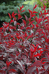 Purple Leaf Plum (Prunus x cistena) at Millcreek Nursery Ltd