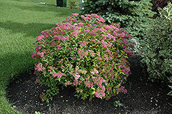 Goldflame Spirea (Spiraea x bumalda 'Goldflame') at Millcreek Nursery Ltd