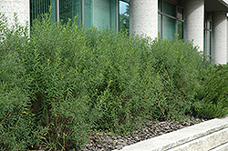 Turkistan Burning Bush (Euonymus nanus 'Turkestanicus') at Millcreek Nursery Ltd