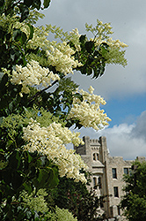 Ivory Silk Tree Lilac (Syringa reticulata 'Ivory Silk') at Millcreek Nursery Ltd