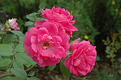Morden Centennial Shrub Rose (Rosa 'Morden Centennial') at Millcreek Nursery Ltd