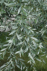 Silver Willow (Salix alba 'Sericea') at Millcreek Nursery Ltd