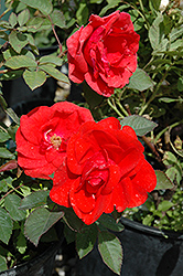 Morden Fireglow Shrub Rose (Rosa 'Morden Fireglow') at Millcreek Nursery Ltd
