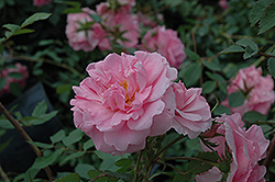 John Davis Explorer Rose (Rosa 'John Davis') at Millcreek Nursery Ltd