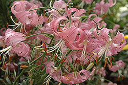 Pink Tiger Lily (Lilium lancifolium 'Tiger Pink') at Millcreek Nursery Ltd