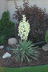 Small Soapweed (Yucca glauca) at Millcreek Nursery Ltd