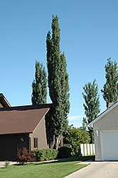 Swedish Aspen (Populus tremula 'Erecta') at Millcreek Nursery Ltd