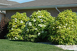 Golden  Elder (Sambucus canadensis 'Aurea') at Millcreek Nursery Ltd