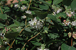 Blanc Snowberry (Symphoricarpos albus) à Millcreek Nursery Ltd