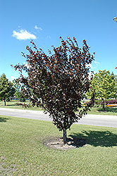 Thunderchild Flowering Crab (Malus 'Thunderchild') at Millcreek Nursery Ltd