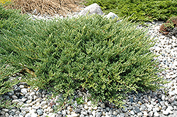 Andorra Juniper (Juniperus horizontalis 'Plumosa Compacta') at Millcreek Nursery Ltd