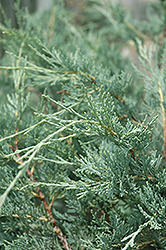 Moonglow Upright Juniper (Juniperus scopulorum 'Moonglow') at Millcreek Nursery Ltd