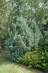 Wichita Blue Upright Juniper (Juniperus scopulorum 'Wichita Blue') at Millcreek Nursery Ltd