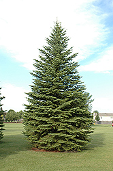 Colorado Spruce (Picea pungens) at Millcreek Nursery Ltd
