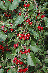 Selkirk Flowering Crab (Malus 'Selkirk') at Millcreek Nursery Ltd