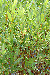 Flame Willow (Salix 'Flame') at Millcreek Nursery Ltd