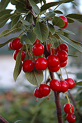 Evans Cherry (Prunus 'Evans') at Millcreek Nursery Ltd