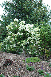 Tree Form Pink Diamond Hydrangea (Hydrangea paniculata 'Pink Diamond (tree form)') at Millcreek Nursery Ltd