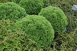 Little Giant Cedar (Thuja occidentalis 'Little Giant') at Millcreek Nursery Ltd