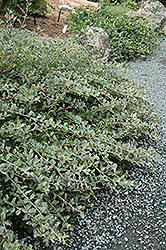 Creeping Willow (Salix repens 'var. argentea') at Millcreek Nursery Ltd