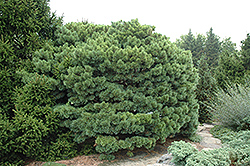 Dwarf Blue Scotch Pine (Pinus sylvestris 'Glauca Nana') at Millcreek Nursery Ltd