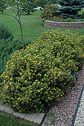 Mango Tango Potentilla (Potentilla fruticosa 'Mango Tango') at Millcreek Nursery Ltd