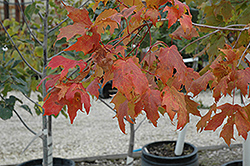 Unity Sugar Maple (Acer saccharum 'Unity') at Millcreek Nursery Ltd