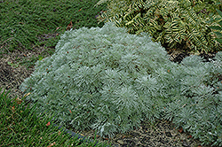 Silver Mound Artemesia (Artemisia schmidtiana 'Silver Mound') at Millcreek Nursery Ltd