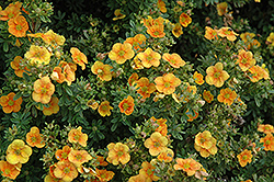 Mango Tango Potentilla (Potentilla fruticosa 'Mango Tango') at Millcreek Nursery Ltd