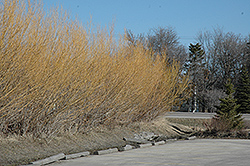 Golden Willow (Salix alba 'Vitellina') at Millcreek Nursery Ltd