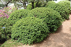 Green Mound Alpine Currant (Ribes alpinum 'Green Mound') at Millcreek Nursery Ltd