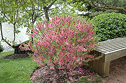 Russian Almond (Prunus tenella) at Millcreek Nursery Ltd