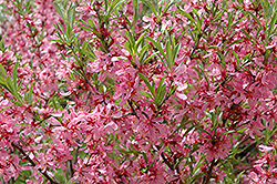 Russian Almond (Prunus tenella) at Millcreek Nursery Ltd