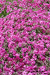 Moss Phlox (Phlox douglasii) at Millcreek Nursery Ltd