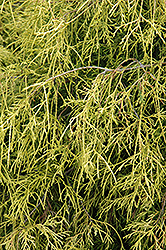 Sungold Falsecypress (Chamaecyparis pisifera 'Sungold') at Millcreek Nursery Ltd