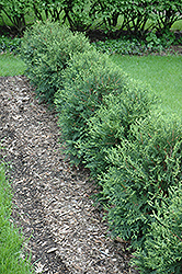 Technito Cedar (Thuja occidentalis 'Bailjohn') at Millcreek Nursery Ltd