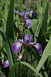 Siberian Iris (Iris sibirica) at Millcreek Nursery Ltd