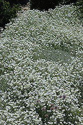 Snow-In-Summer (Cerastium tomentosum) at Millcreek Nursery Ltd