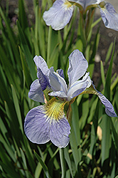 Sky Wings Siberian Iris (Iris sibirica 'Sky Wings') at Millcreek Nursery Ltd