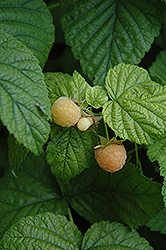 Fall Gold Raspberry (Rubus 'Fall Gold') at Millcreek Nursery Ltd