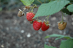 Double Delight Raspberry (Rubus 'Double Delight') at Millcreek Nursery Ltd