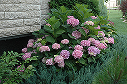 Endless Summer Hydrangea (Hydrangea macrophylla 'Bailmer') at Millcreek Nursery Ltd