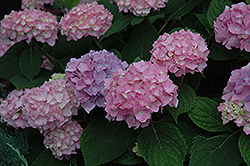 Endless Summer Hydrangea (Hydrangea macrophylla 'Bailmer') at Millcreek Nursery Ltd