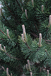 Tannenbaum Mugo Pine (Pinus mugo 'Tannenbaum') at Millcreek Nursery Ltd