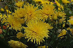 Suncatcher Chrysanthemum (Chrysanthemum 'Suncatcher') at Millcreek Nursery Ltd