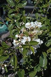 Romeo Cherry (Prunus 'Romeo') at Millcreek Nursery Ltd